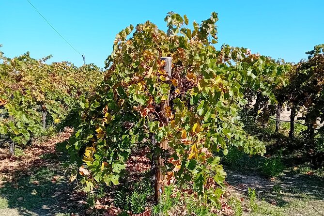 Madrid Half Day Wine Tour in English - Pickup and Meeting Point Details