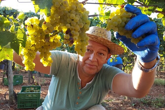 Mallorca Bodega Tour With Olive Oil & Wine Tastings (Half Day) - Good To Know
