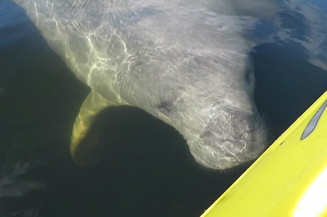 Manatee Discovery Kayak Tour for Small Groups Near Orlando