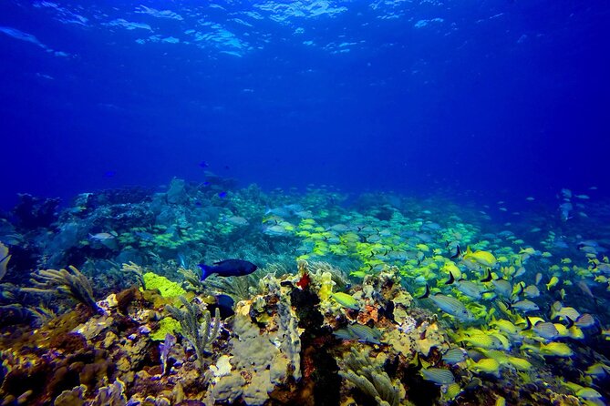Manchones Reef, MUSA Snorkeling Experience From Isla Mujeres