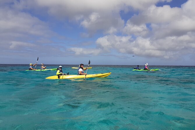 Mangrove Forest Tour - Glass Bottom Kayak - Good To Know