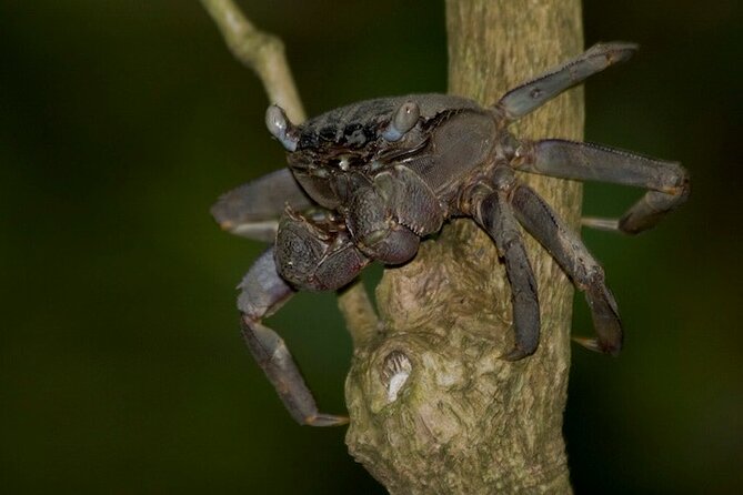 Mangrove Nocturnal Wildlife - Good To Know