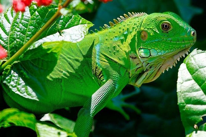 Manu Jungle Tour (3 Days) - Good To Know