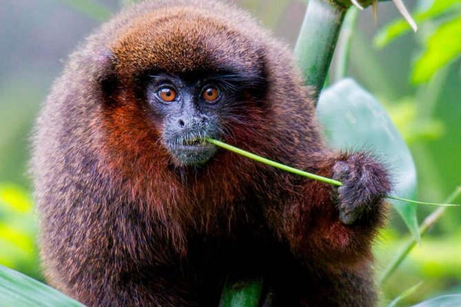 Manu National Park: 4-Day All-Inclusive Tour From Cusco - Good To Know