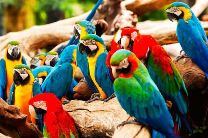 Manu National Park 7-Day Shared Birdwatching and Wildlife Tour  - Cusco - UNESCO-recognized Biosphere Reserve