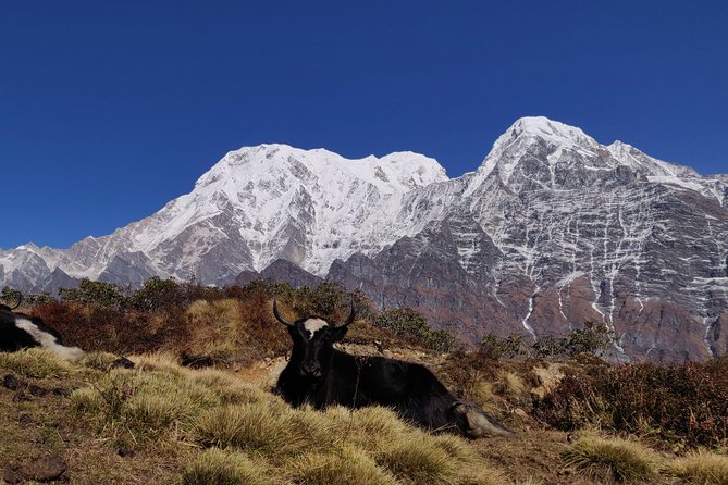 Mardi Himal Trek (A Short 8 Days Trek From Kathmandu) - Good To Know