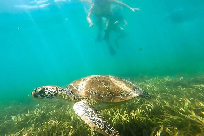 Marine Sanctuary Snorkelling Trip  - Puerto Rico - Good To Know