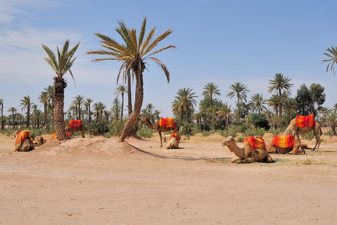 Marrakech Half-Day Camel Ride in Palm Grove - Good To Know