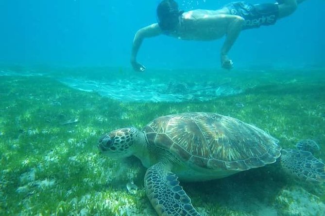 Martinique Half-Day Small-Group Dolphin Watching Tour