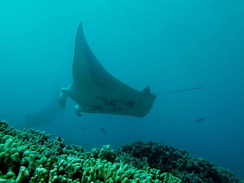 Maui: Eco-Friendly Conservation Dive for Certified Divers