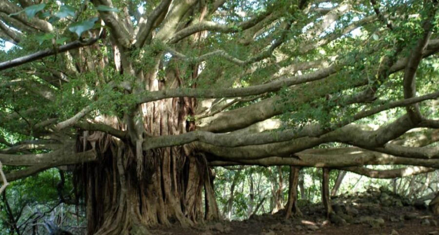 Maui: Full Day Hiking Tour With Lunch - Good To Know