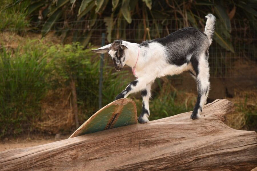 Maui: Goat Farm, Distillery, & Glass-Blowing Tour W/ Tasting - Good To Know