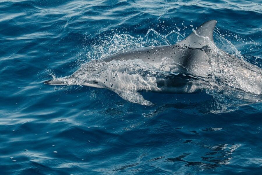 Maui: Ka’anapali Wild Dolphin Sail