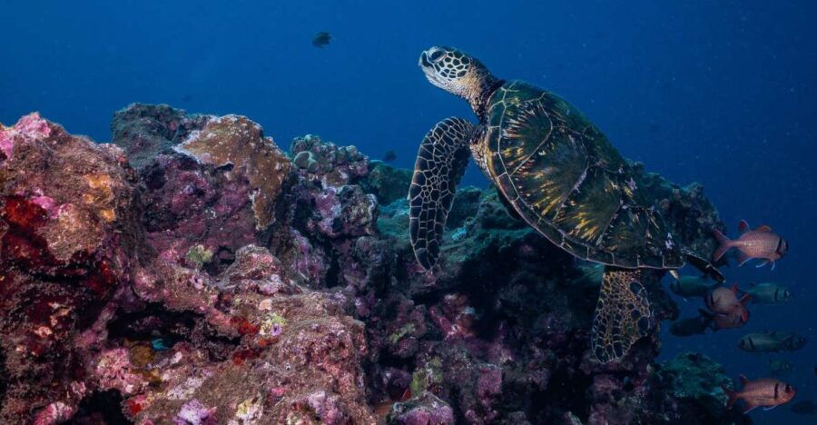 Maui: Small Group Shark and Turtle Dive for Certified Divers