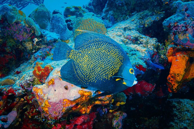 Mayan Adventure From Riviera Maya - What to Expect