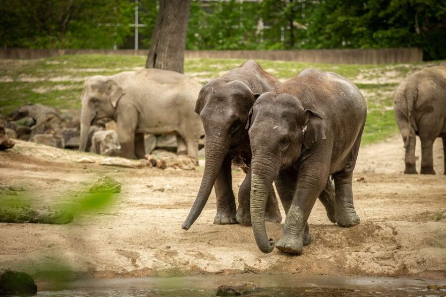 Mechelen: Planckendael ZOO Entry Ticket