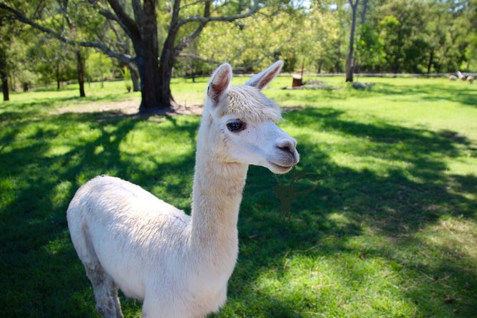 Meet the Animals: Small-Group Farm Tour, Brisbane