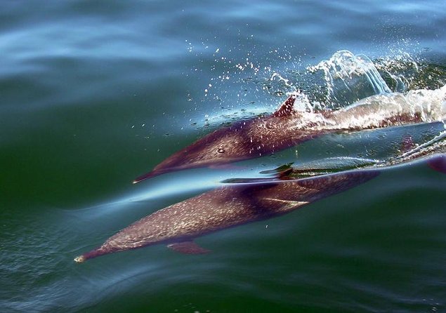 Mega Yacht All-Inclusive Private Boat Tour - Good To Know