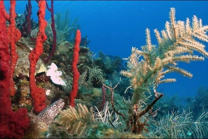 Mesoamerican Barrier Reef Private Scuba Diving - Costa Maya