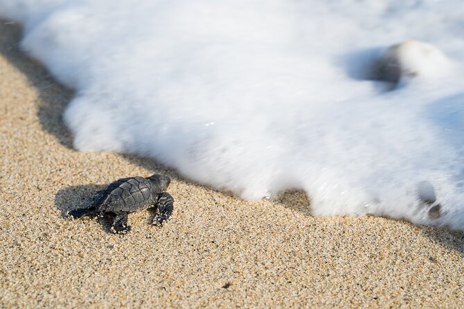 Mexico Eco-Tourism Excursion to Escobilla Sanctuary - Huatulco