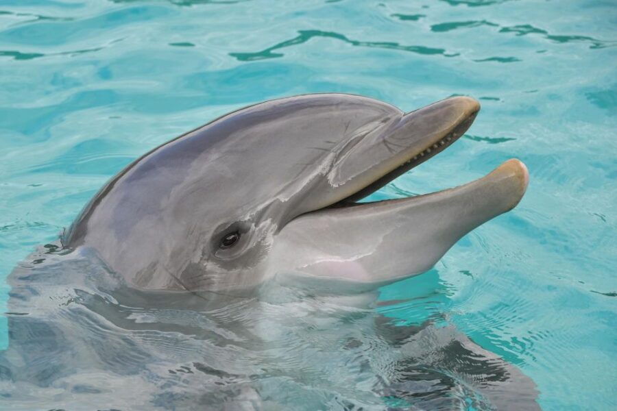Miami: Day Trip to Key West W/ Dolphin Watching & Snorkeling - Full Description of the Day Trip