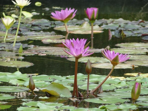 Miami Half-Day Open-Top Bus & Millionaires Row Boat Cruise - Good To Know