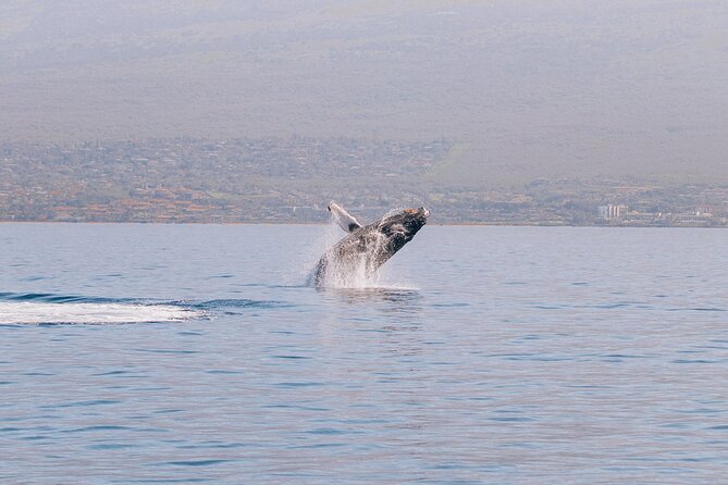 Midday Sail With the Whales Maalaea