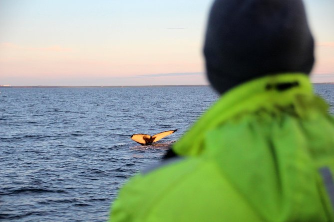 Midnight Sun Whale Watching From Reykjavik - Good To Know