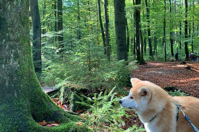 Mindful Forest Bathing With a Picnic Accompanied by an Akita - Good To Know