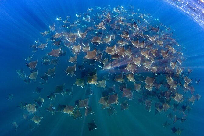 Mobula Ray Ocean Safari Day Trip