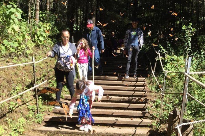 Monarch Butterfly Group Tour. Join Me to Watch #Butterflies - Good To Know