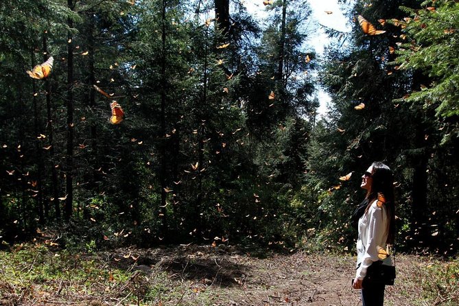 Monarch Butterfly Sanctuary Day Trip From Mexico City - Good To Know