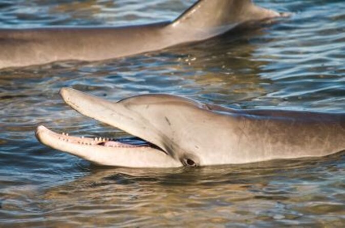 Monkey Mia Dolphins & Shark Bay Air Tour From Perth - Pricing and Booking