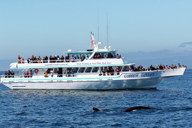 Monterey Bay Whale Watching - Good To Know