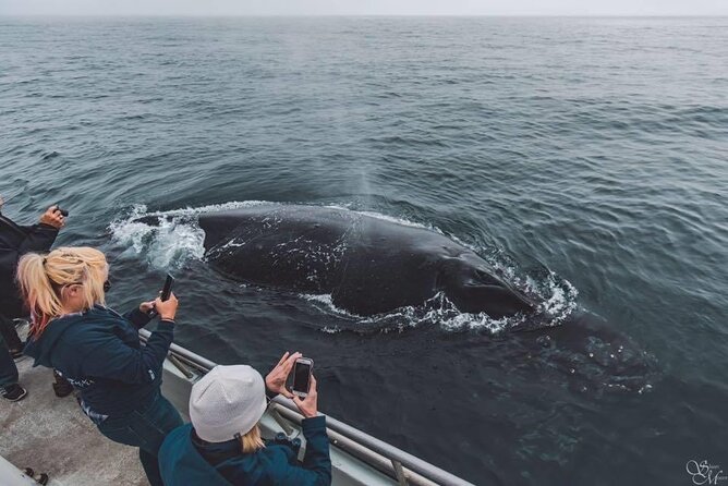 Monterey, California Family-Friendly Whale-Watching Boat Tour - Monterey & Carmel
