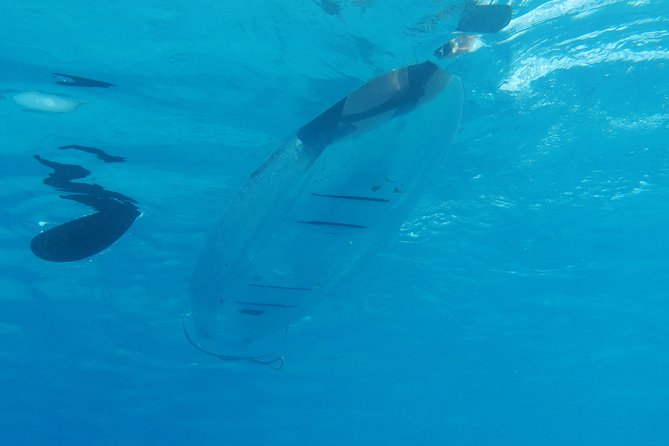 Moorea Lagoon Tour by Transparent Kayak