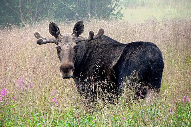 Moose Safari From Bodo, Northern Norway, Meet the Largest Land Animal in Europe
