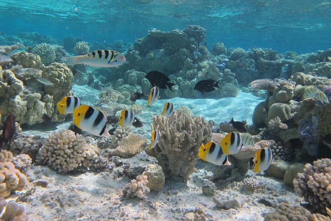Morning Snorkeling Shared Boat Tour in Bora Bora