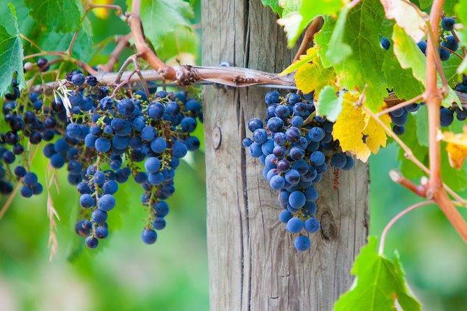 Mornington Peninsula Private Car Winery Tour.1-7 People One Car Price. - Tour Overview and Details