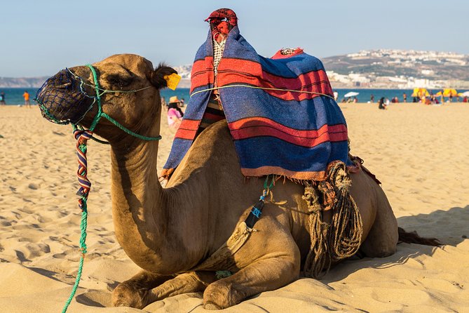 Morocco Day Tour: Tangier From Seville - Tour Details and Inclusions