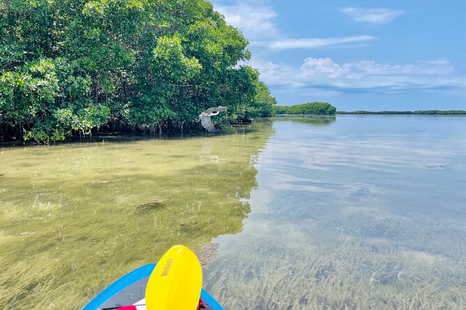 Motorized Hybrid Kayak Tour at Shell Key Preserve
