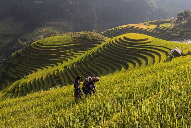 Mu Cang Chai Trekking Tour 3 Days 2 Nights - Good To Know