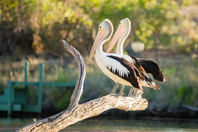Murray River Day Trip From Adelaide Including Lunch Cruise Aboard the Proud Mary