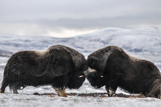 Musk Ox Safari in Dovrefjell National Park From Oppdal
