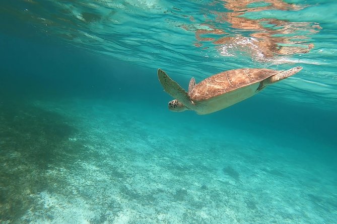 Nassau Private Half-Day Beach and Sightseeing Charter  - New Providence Island - Pricing and Booking Information