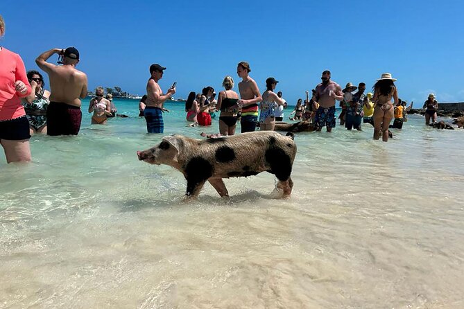 Nassau: Swimming Pigs, Turtles, Snorkeling -All Day- With Lunch