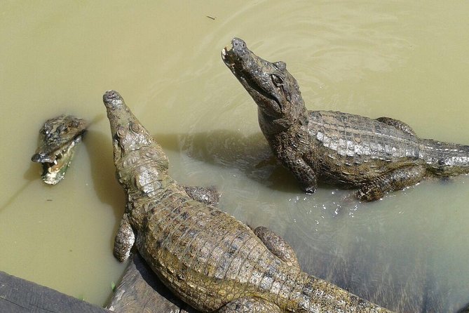 Native Aquatic Species, Jungle Hike & Animal Rescue Center -All Tickets Included - All-Inclusive Tickets for the Experience