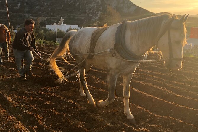 Naxos Perivoli Farm Experience & Wood-fire Cooking Class