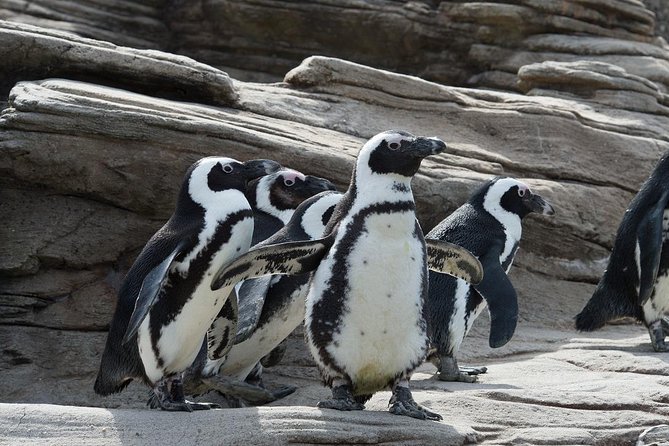 New York Aquarium Admission - Availability and Hours