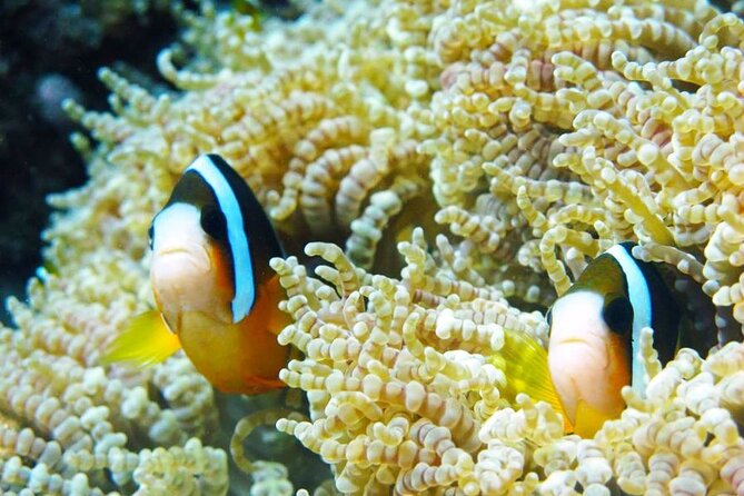 Nha Trang: Hon Tam and Mot Island Scuba Diving